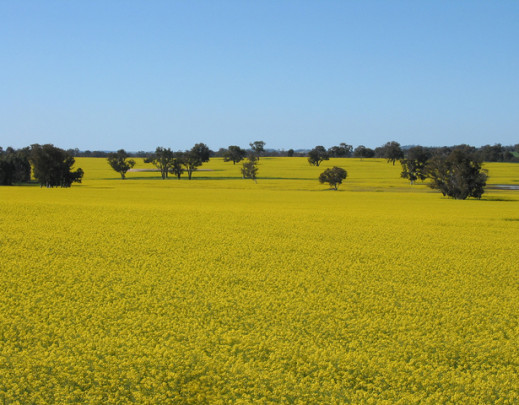 canola